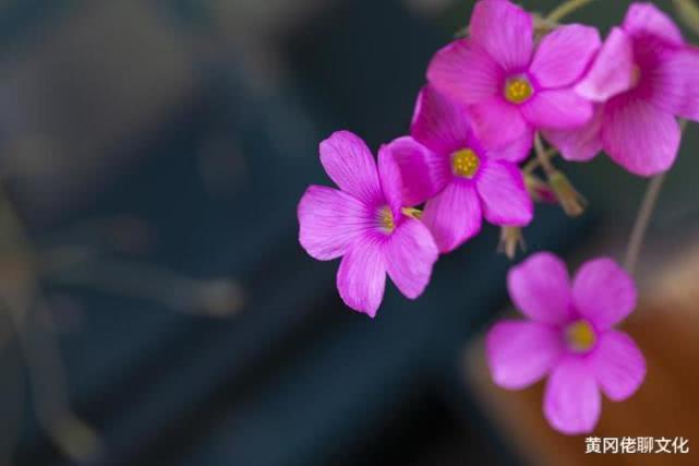 花湮苍笙泪 第3页