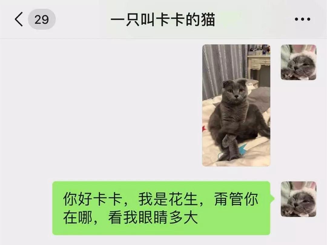 喵语相亲！跟粉丝家猫谈上朋友了！