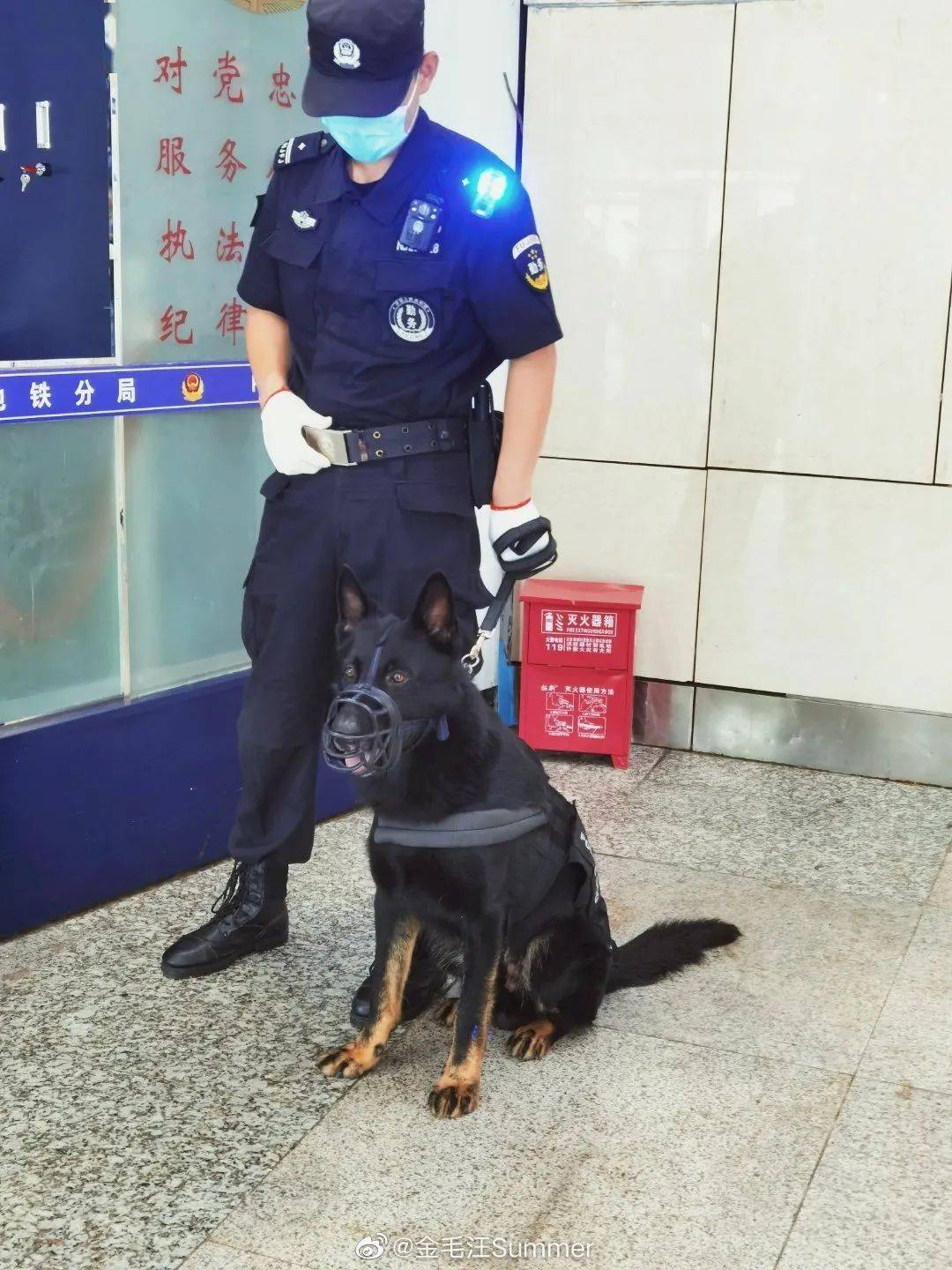 通报！四只警犬上班摸鱼、四处尿尿行为被曝光