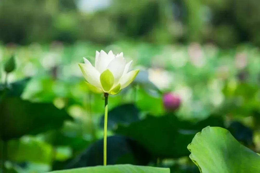 泼天流量轮到花农了