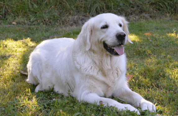 何惟芳蒋长扬 先婚者犬也