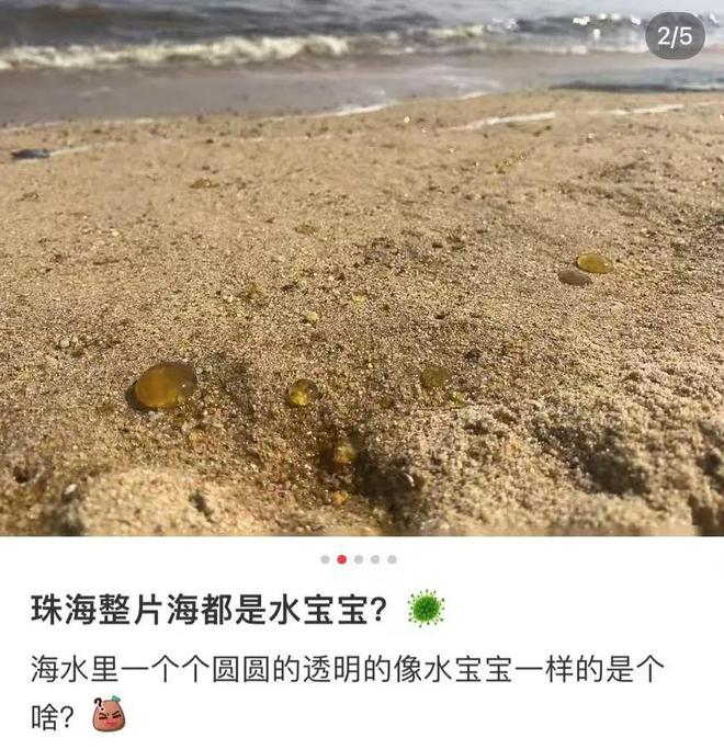 多地海边出现爆爆珠