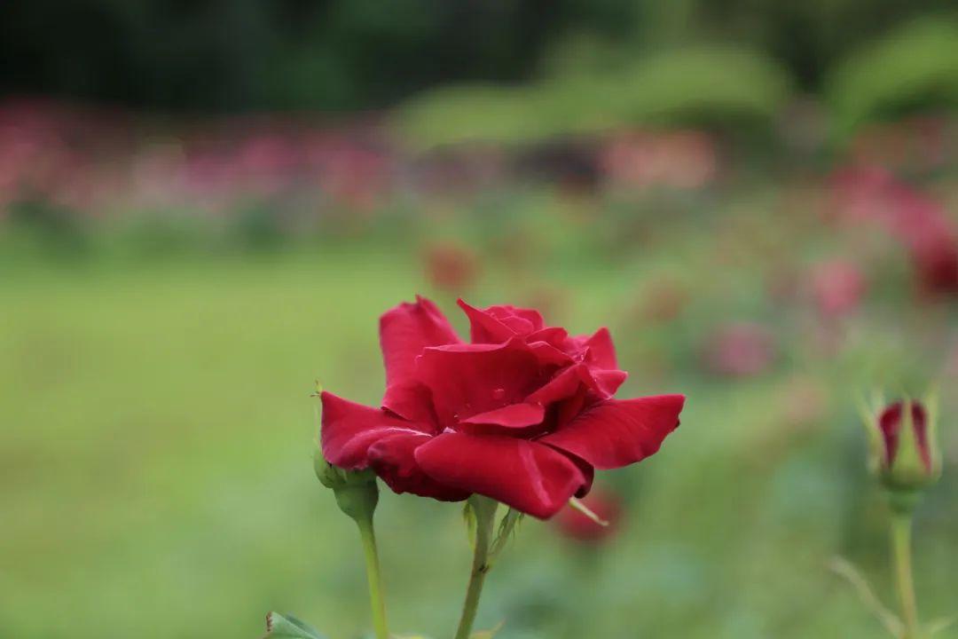 一路繁花观后感