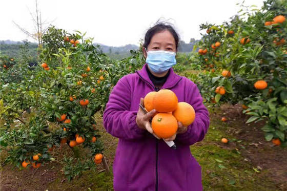 成都种植户：耙耙柑减产约三分之一