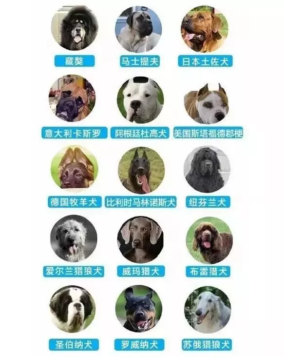 惊！全国禁养犬名录或将统一公布，你家爱犬还能养吗？