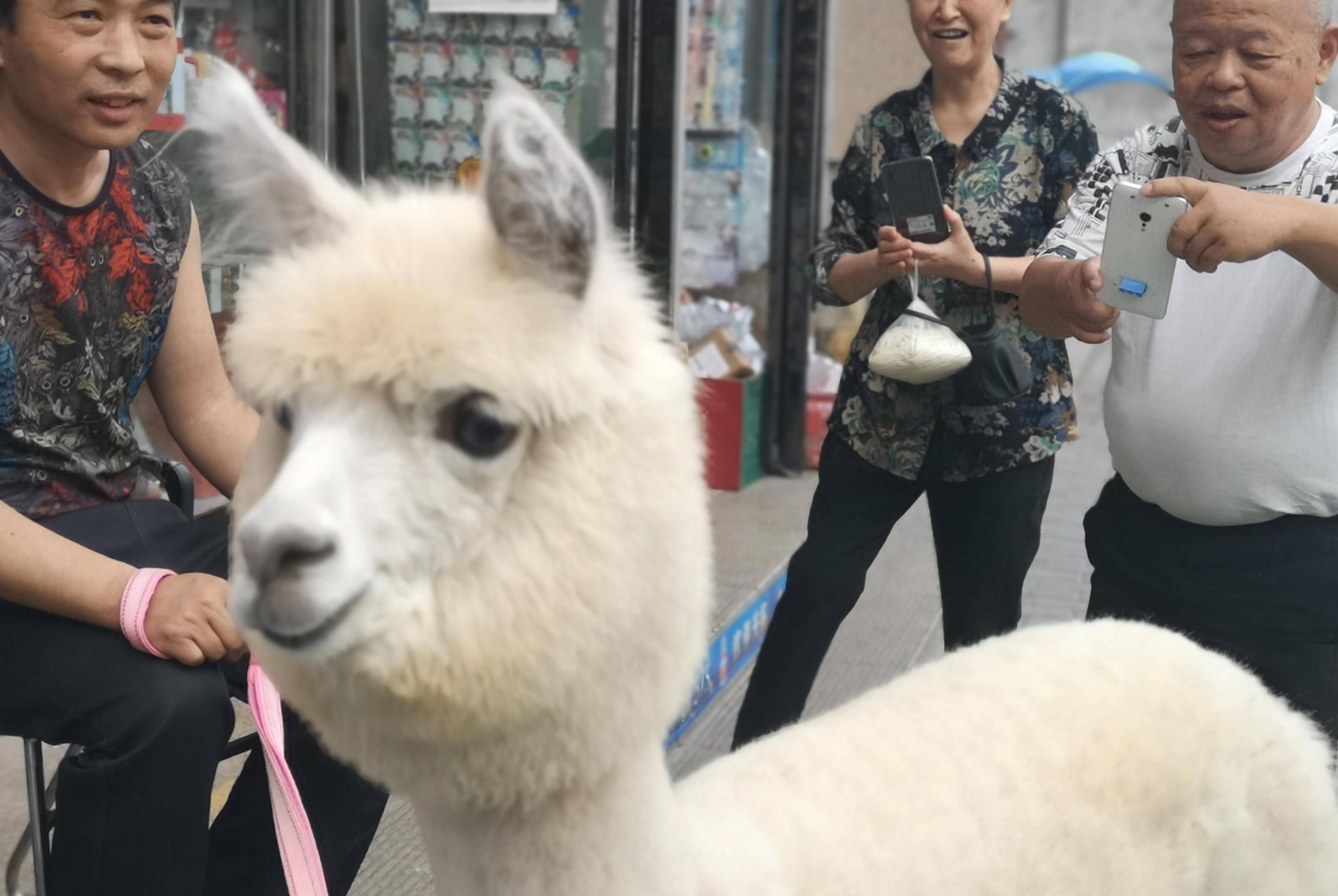 街道办回应马帮旅拍当街爆踢羊驼